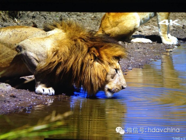 Golden Sound正式宣布！從我們的入門款產品V1000開始所以型号，已經完全通過4K／60P／20米。並且；完全支持下一世代4k藍光規格。